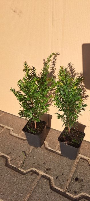 Cis pospolity(Taxus baccata)