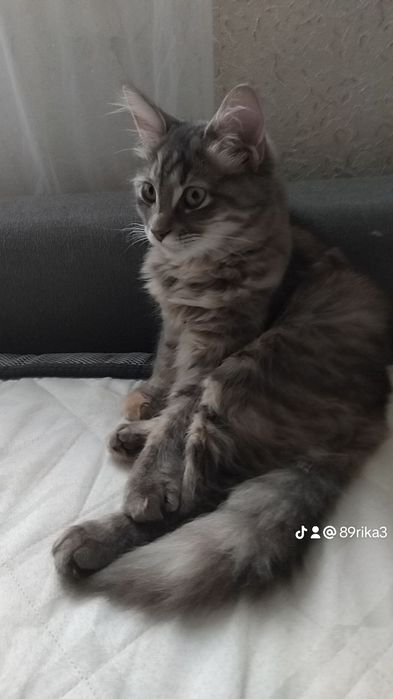 Отдам в добрые руки кошку ей пол года