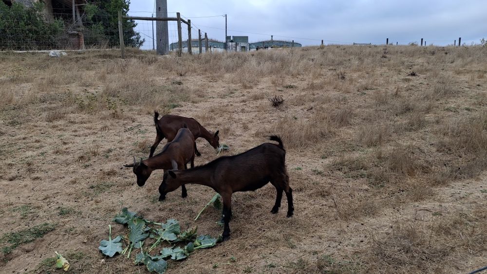 Vendo cabras prenhes