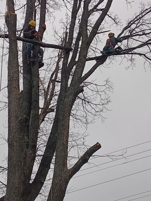 Спил дерев, спилить дерево,розчистка участок