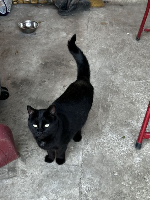 Чорна кішка в добрі руки