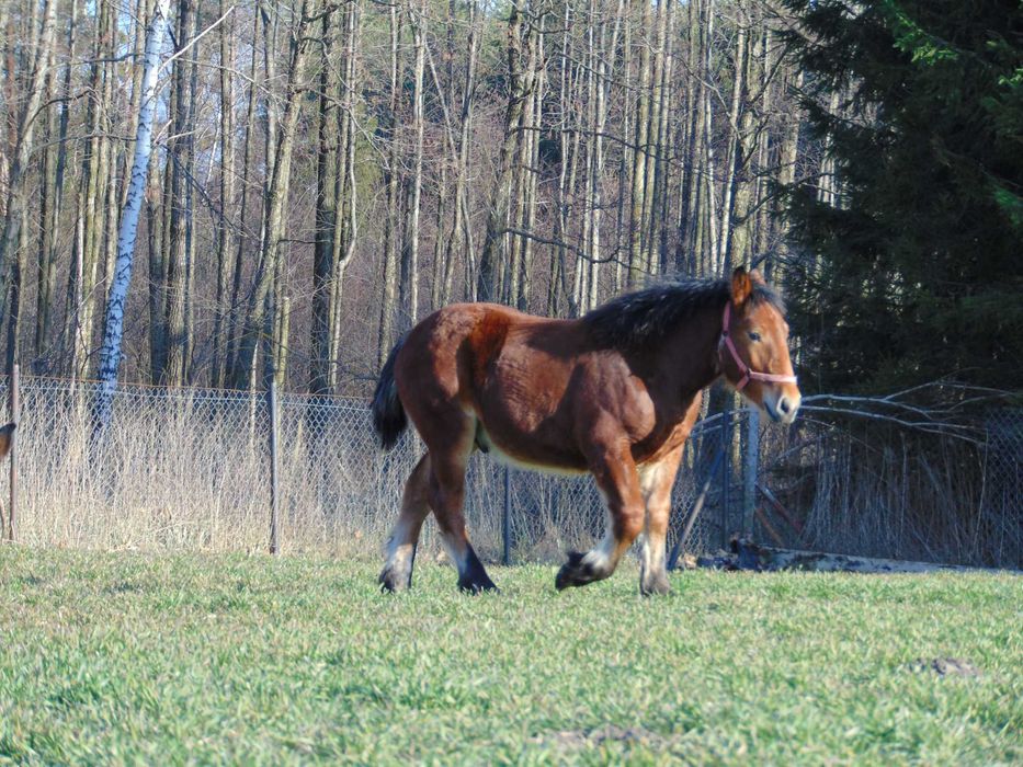 ogierek 11 miesięczny pkz- sztum, księga główna