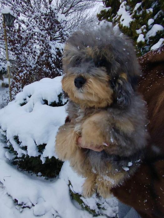 Невероятная МИНИ девочка Мальтипу Ф2