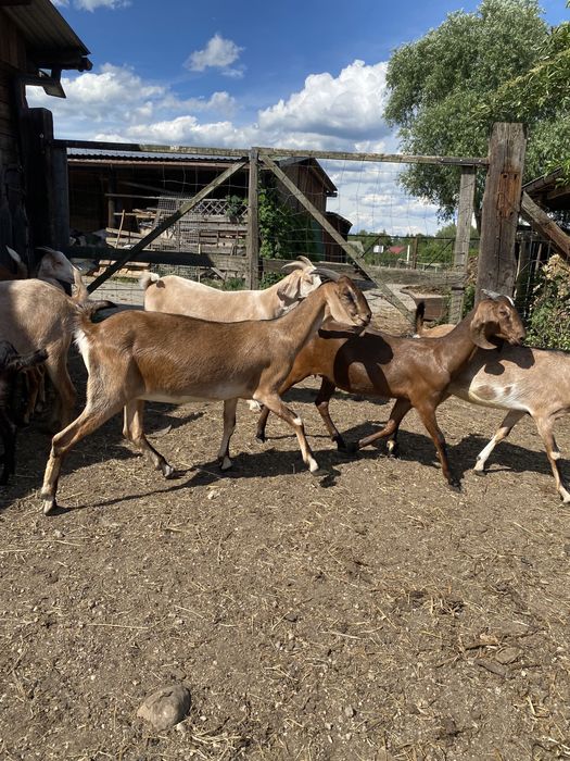 Kózki anglonubijskie 100%