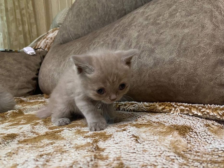 котики шотландские