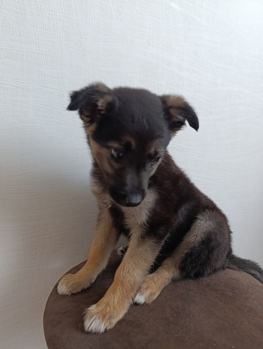 Маленька дівчинка шукає домівку