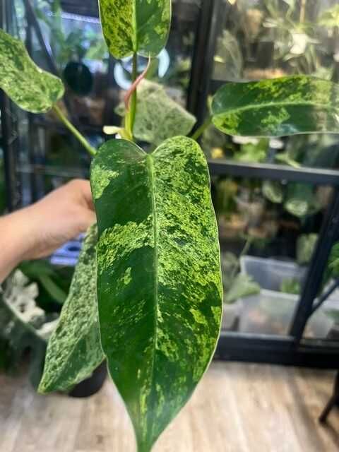Philodendron Whipple Way mint