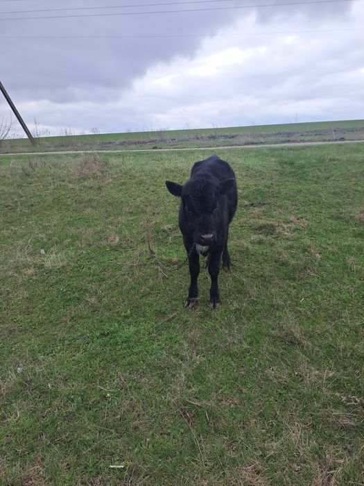 Продам бичка на докорм