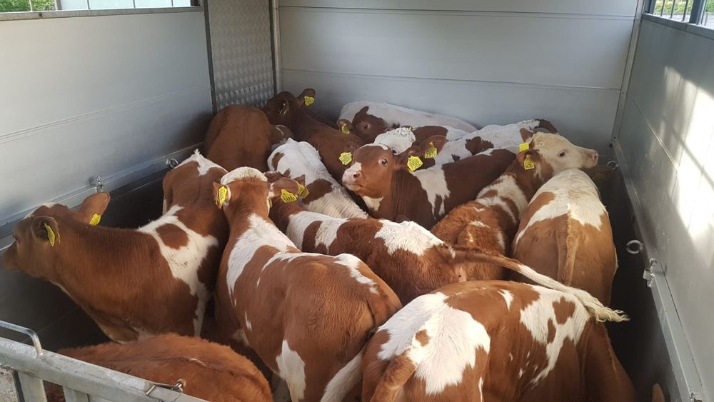 Sprzedam byczki mięsne