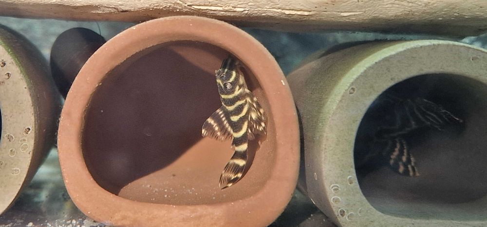 Zbrojnik Hypancistrus L333 Glonojad 3+ cm.