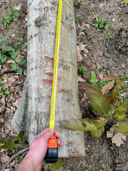 Debina dąb obwód ok 150cm
