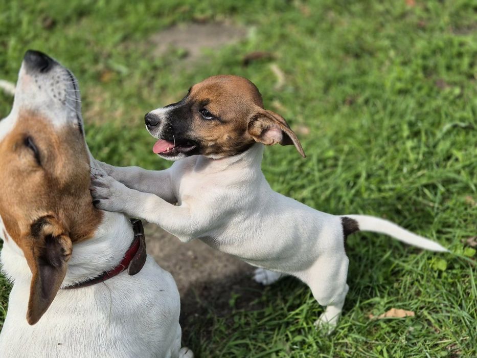 Sprzedam suczkę Jack Russell terrier