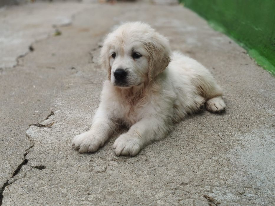 Golden Retriever fêmea