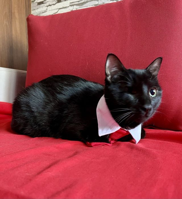 Отдам даром в добрые руки черную кошечку