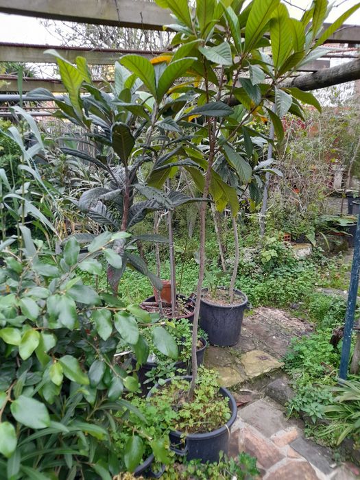 Nespereiras com 1,70/180 metros de altura