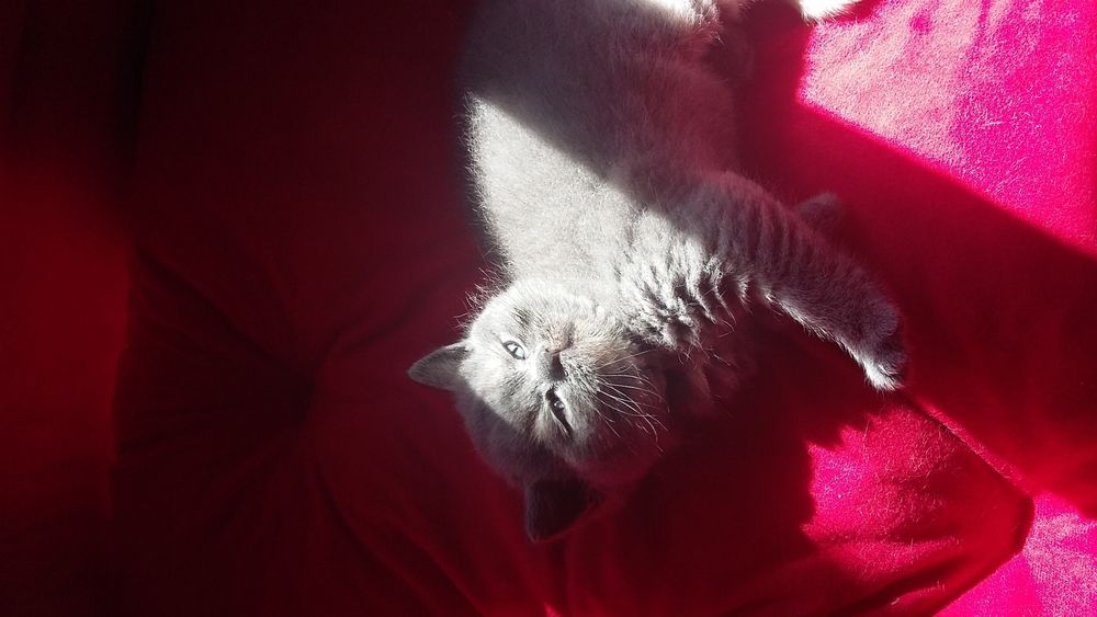 British Shorthair azul e Scottish fold