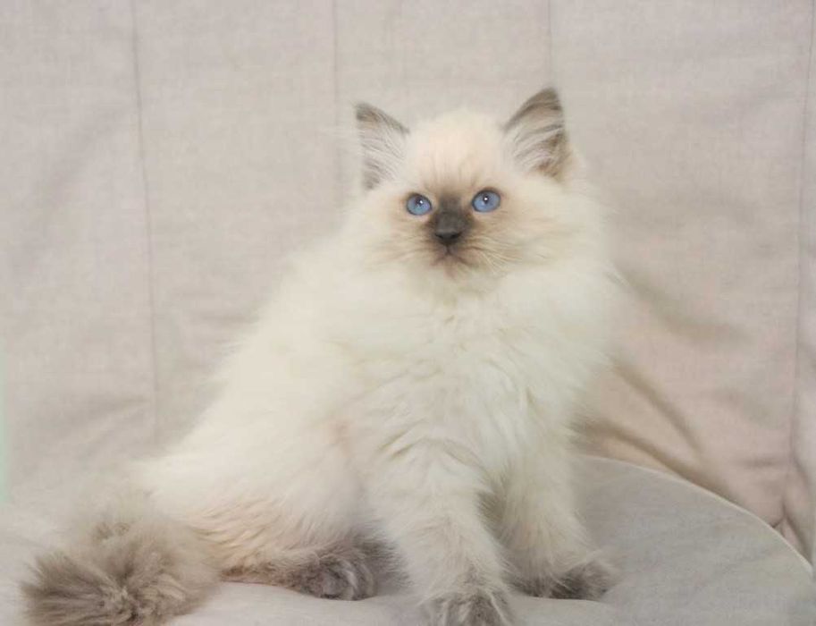 Ласковая и смешная) Красивая и игривая) Кошечка Регдолл//Ragdoll