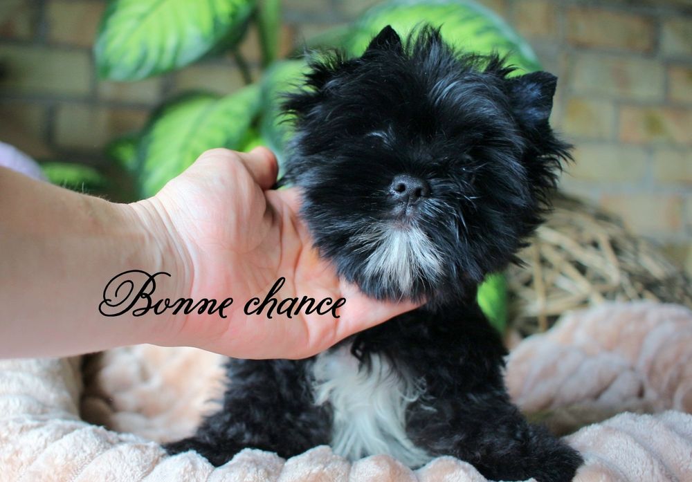 Yorkshire terrier Black