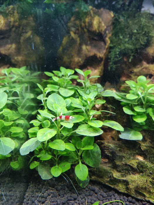 Planta aquário Lobelia Cardinalis mini