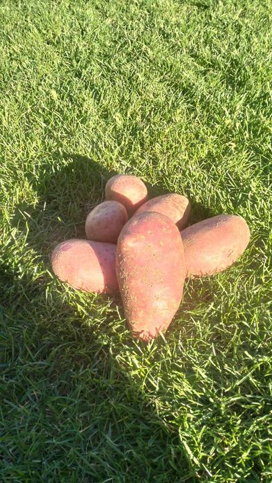 Продам картоплю "Белла Роса" , "Лабелла"