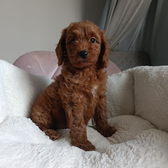 Дівчинка Goldendoodle F1b mini. Київ