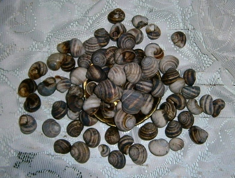 Мушлі виноградних равликів .Ракушки  улиток. Ціна за 1 десяток.