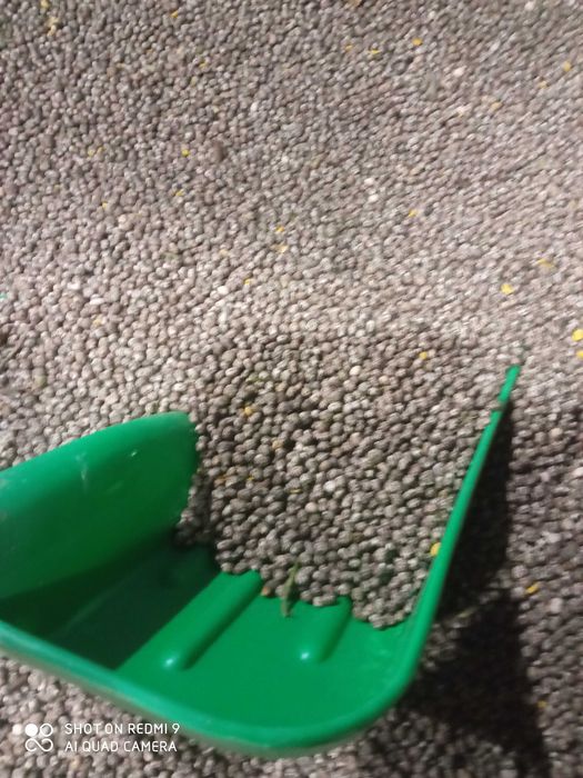 Łubin wąskolistny gorzki Karo, niepalony przed zbiorem