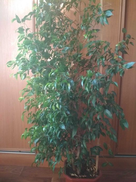 продам комнатные растения мурайи фикус мирта стефанотис