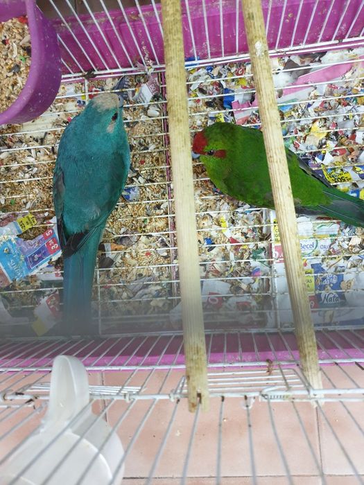 Karakakis lindissimos