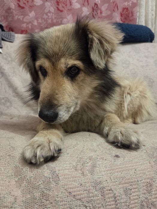 Пес собака коргі-подібний шукає дім родину на доживання старенький  ос