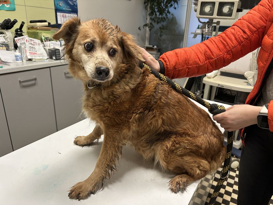 Suczka znaleziona w Brzegu Dolnym.