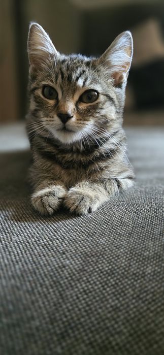 Тигровий хлопчик шукає дім кіт кошеня