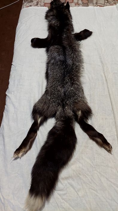 Продам цельный чулок чернобурки