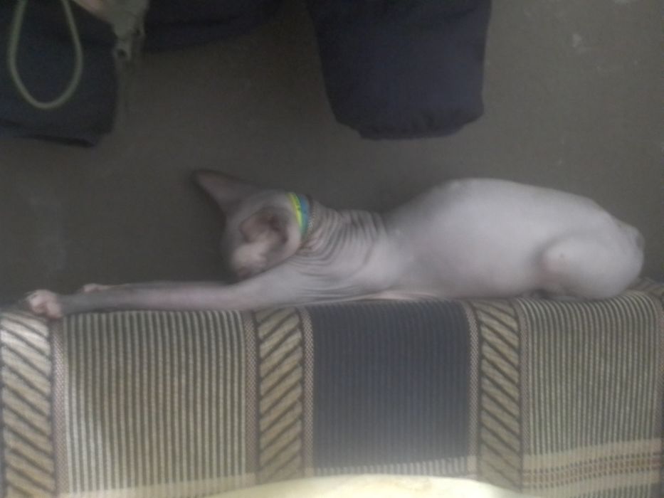 Сфинкс конадскиий. Девочка. Харьков