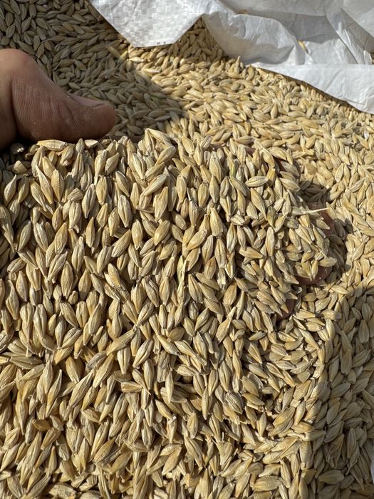 Продам ячмінь ярий Геліос шестирядний Еліта