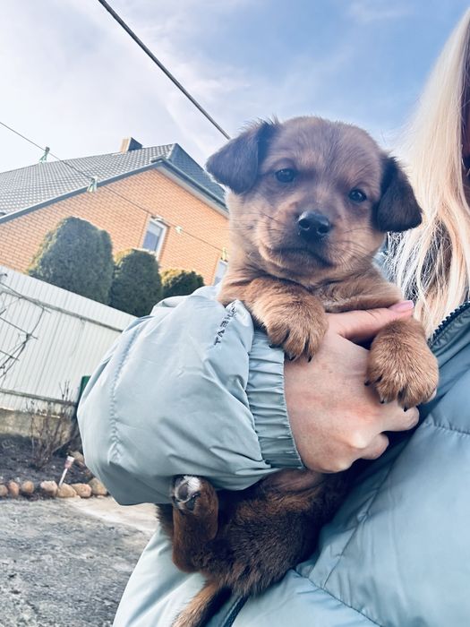 Віддам в добрі руки ( такса)