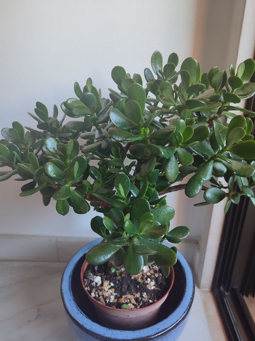 Suculenta planta de jade