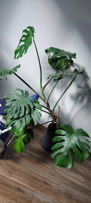 Продам монстеру монстера кімнатна рослина великий вазон