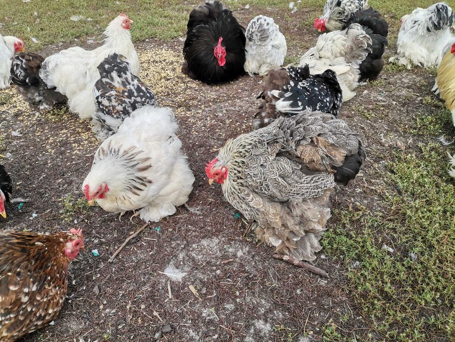 Kochiny miniaturowe koguty