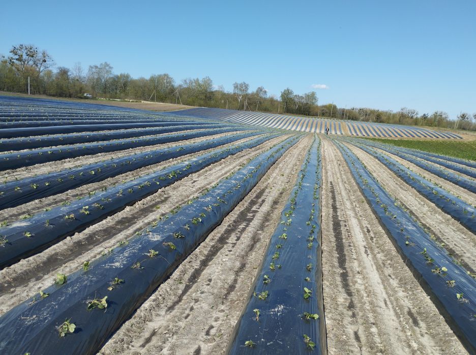 Шнековий Грядуутворювач