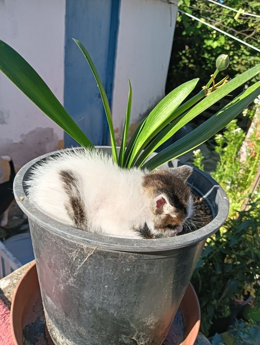 Gatinha Bebé Procura Família com Muito Amor para Dar