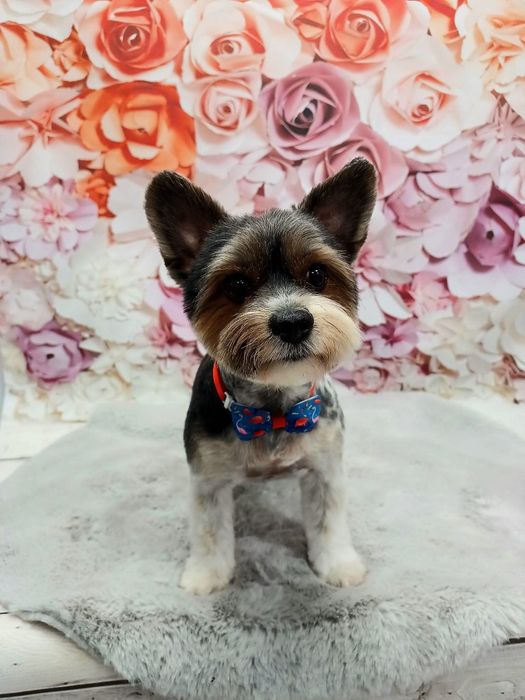 Groomer strzyżenie psów