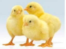 Курчата Цыплята Циплята Бройлеры Бройлери КОББ 500 М'ЯСОЯЄЧКА доставка