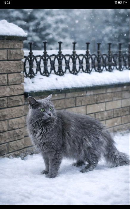 Молодой котик редкой породы Небилунг