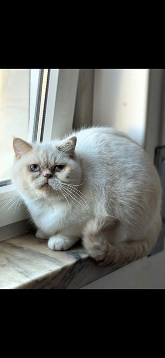 Gata himalaia red point