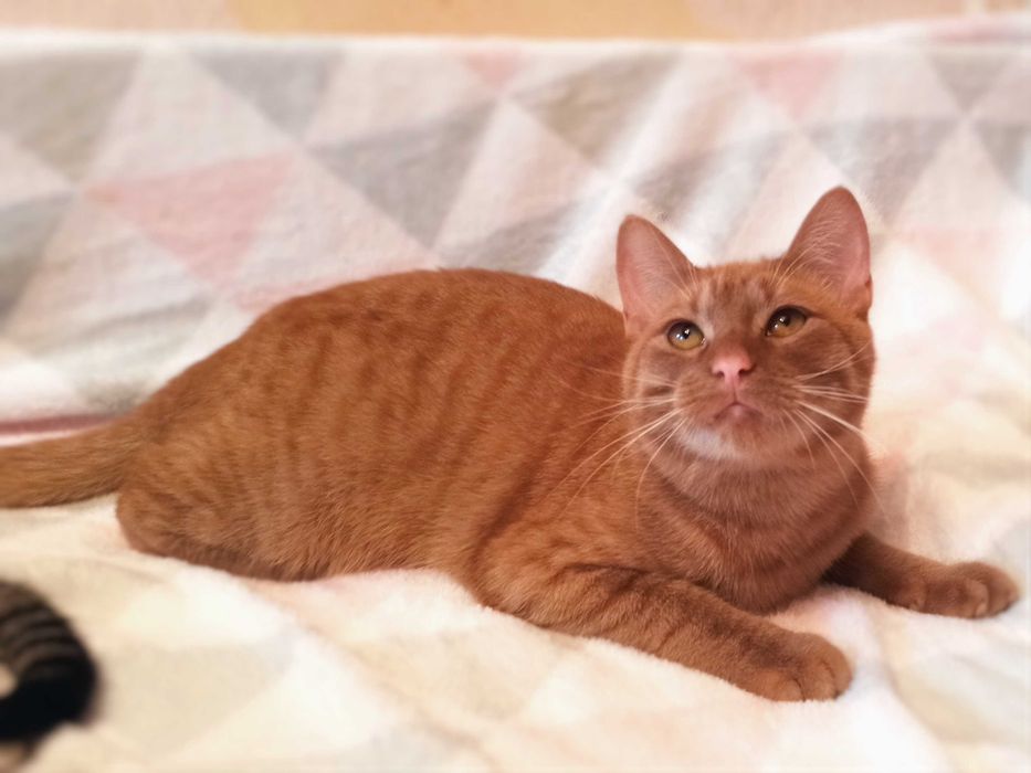 Неймовірний добродушний розумний кіт Денні кастрований