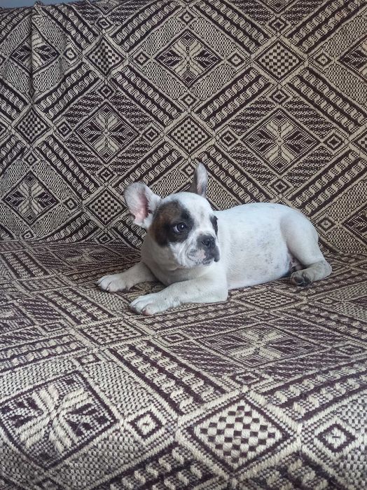Buldog francuski piesek