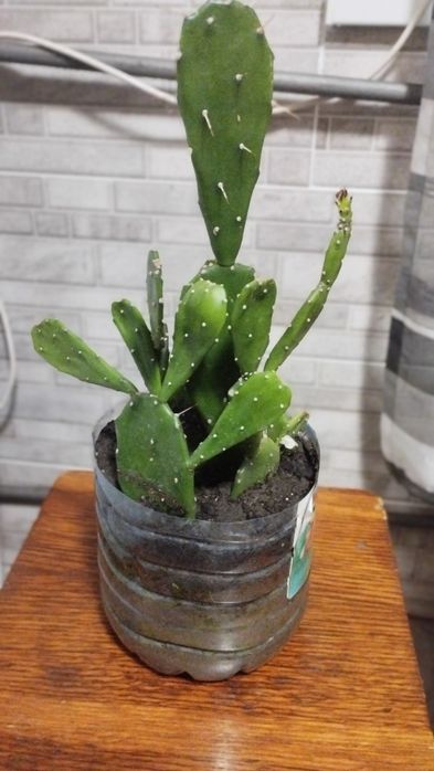Продам кактус опунція