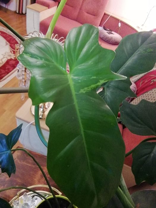 Продається філодендрон Лайм Фідл