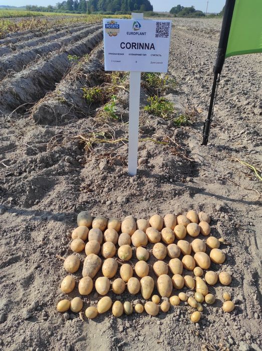 Насіннєва картопля рев'єра1 репродукція (насінка,)насінева